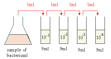 Serial dilution lab report discussion